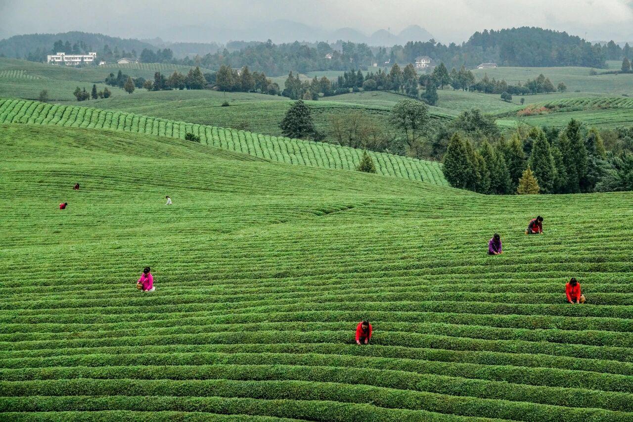 貴州省遵義市湄潭縣永興茶海。攝影 楊良強.jpg